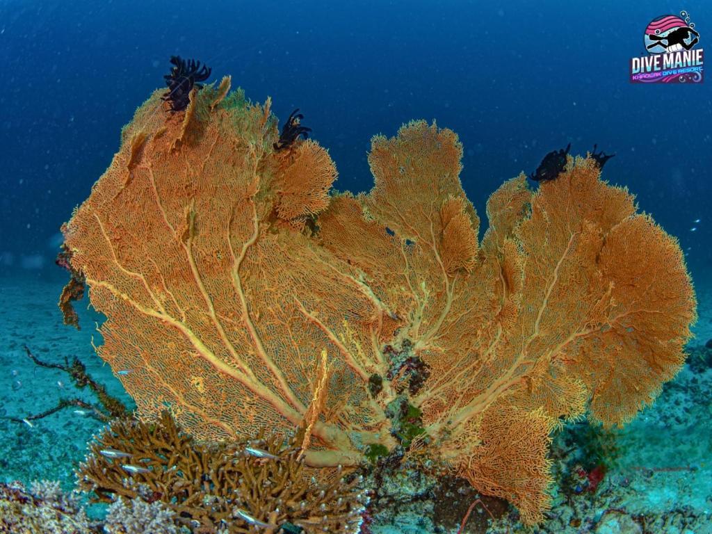 Khaolak Dive Resort Khaulak Kültér fotó